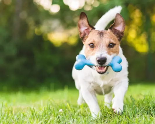 Dog playing fetch