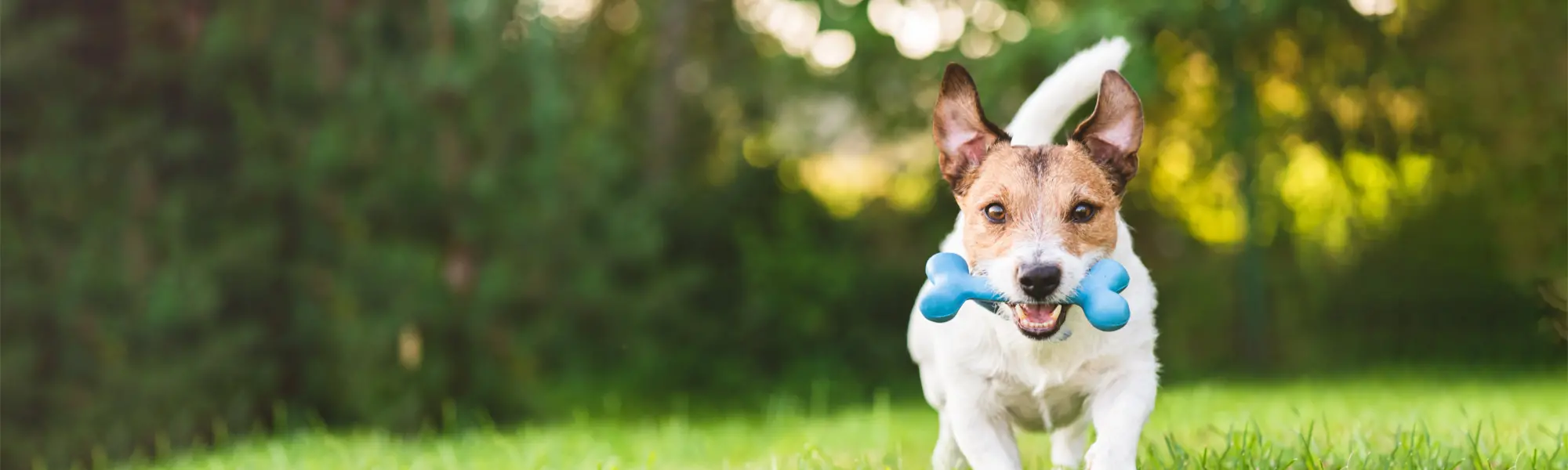 Dog running outside with a toy