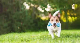 Dog running outside with a toy