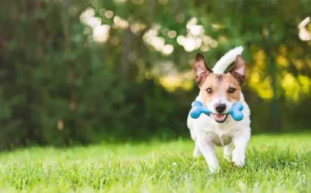 Dog running outside with a toy