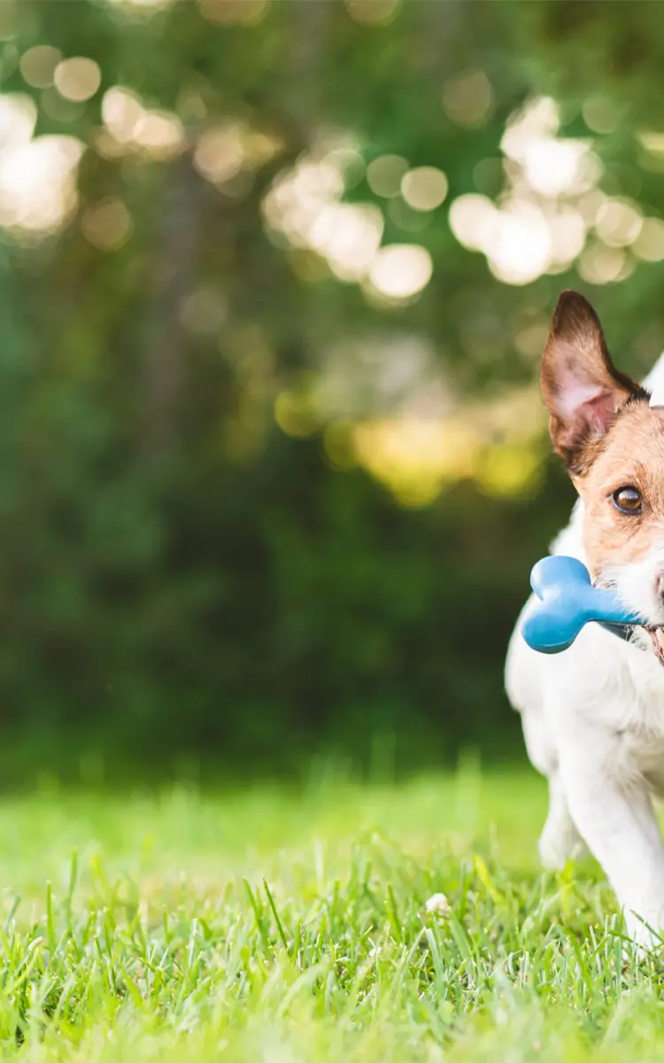 Dog running outside with a toy