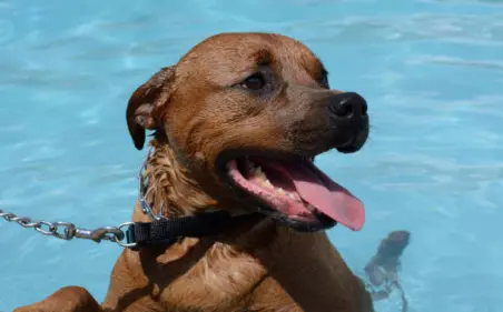 Dog in a pool