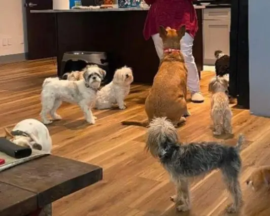 Pet daycare space that feels like a living room