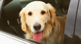 Dog looking out of a car window