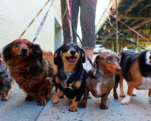 Many dogs on leashes going on a walk