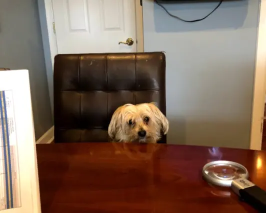 Dog sitting at an office desk