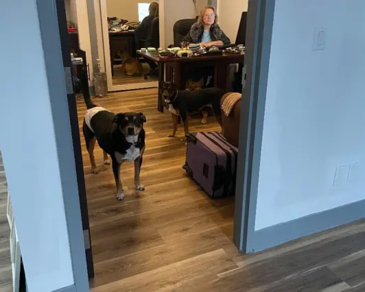 Dog standing in the office