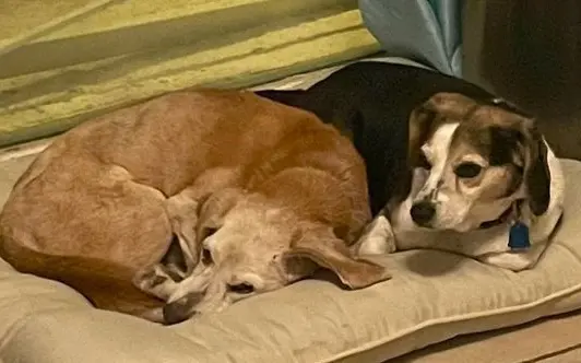 Two dogs laying in a dog bed