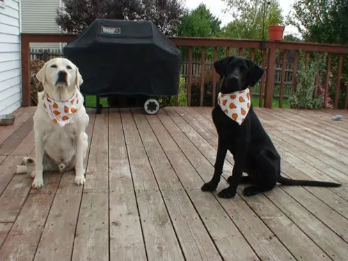 Two dogs wearing handkerchiefs sitting on a deck