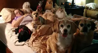 Pets Home founder Laura Mae laying in bed with many dogs