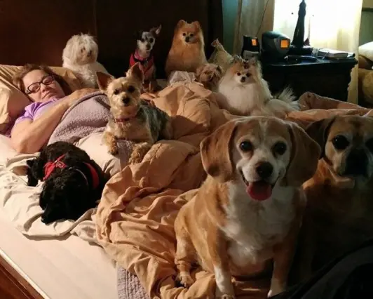 Pets Home founder Laura Mae laying in bed with many dogs