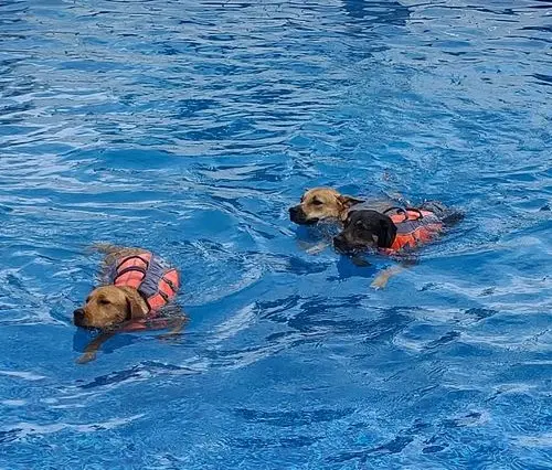 Dogs swimming with life jackets
