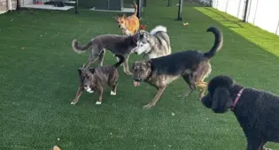 Dog daycare