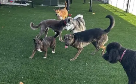 Dog daycare