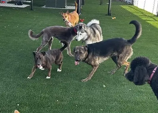 Dog daycare