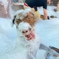 Dog foam party