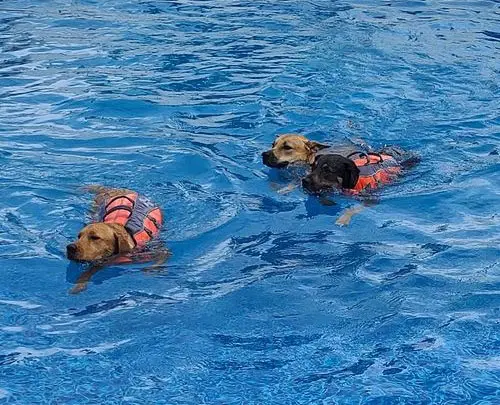 three dogs swimming in a pool