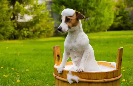 A dog in an outdoor tub with foam on its head