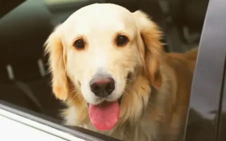 Dog smilling in a car window